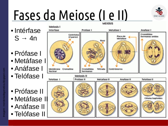 meiose1e2